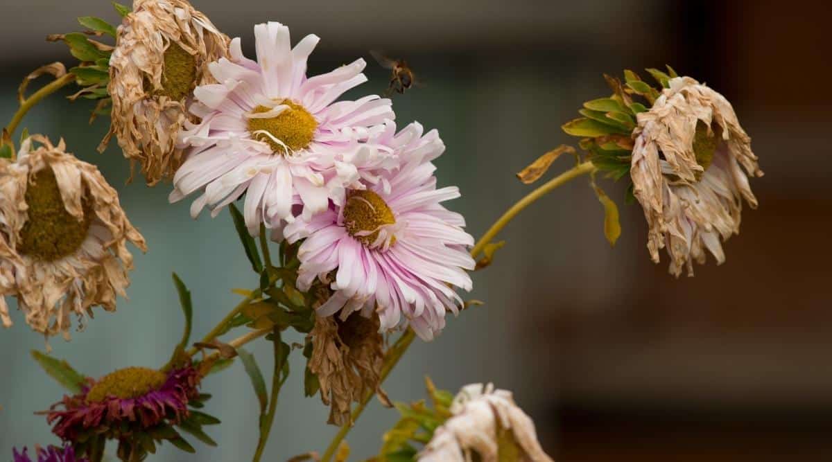 8 Common Reasons Your Asters Are Dying and How to Fix it