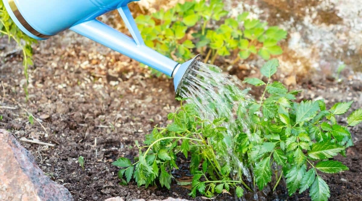 Close-up of watering a young Astilbe bush from a blue watering can, in a garden. The bush has thin stems covered with dark green fern-like foliage. The leaves are oval with serrated edges.