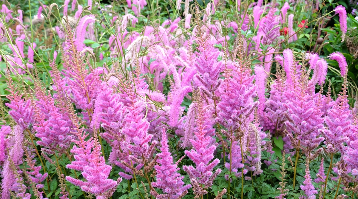 Astilbe