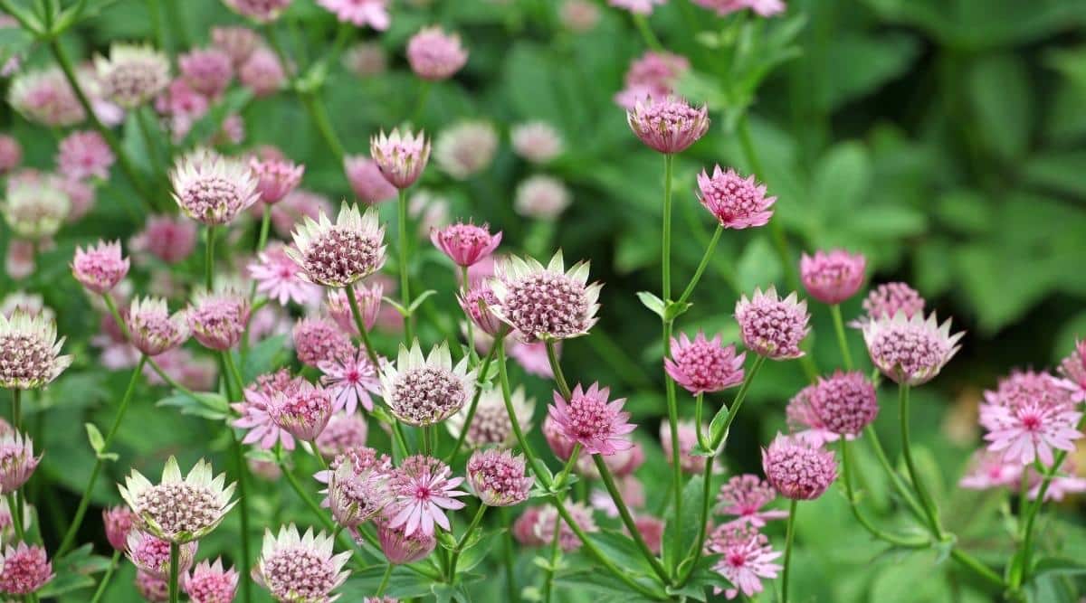 Astrantia