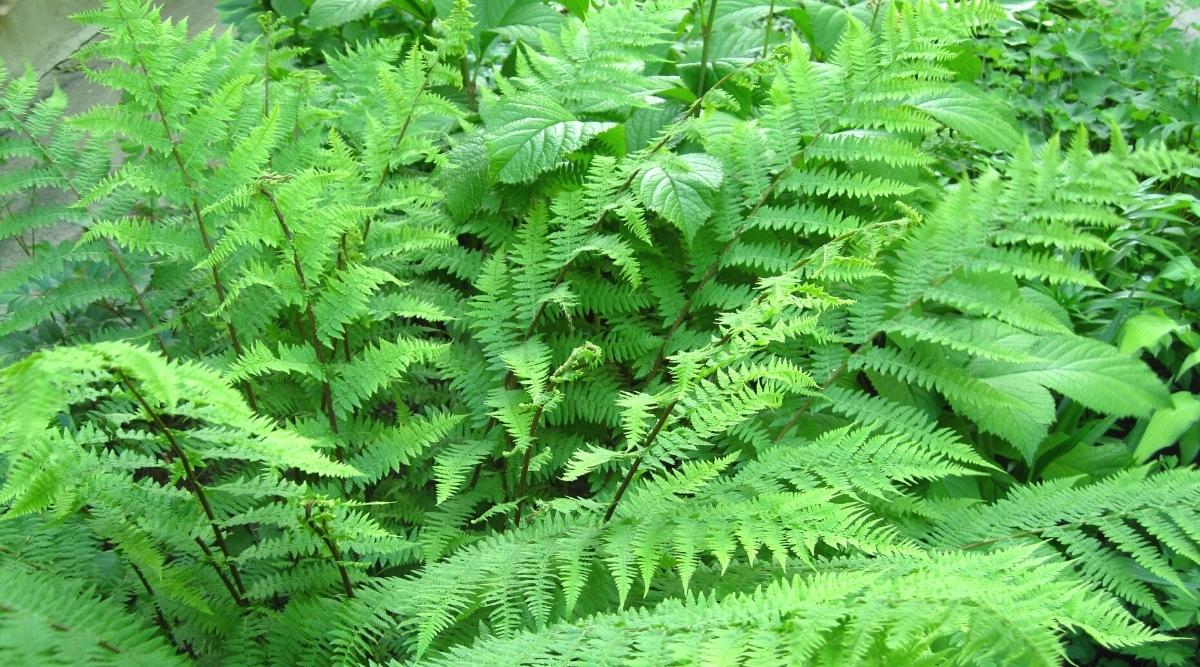 Athyrium