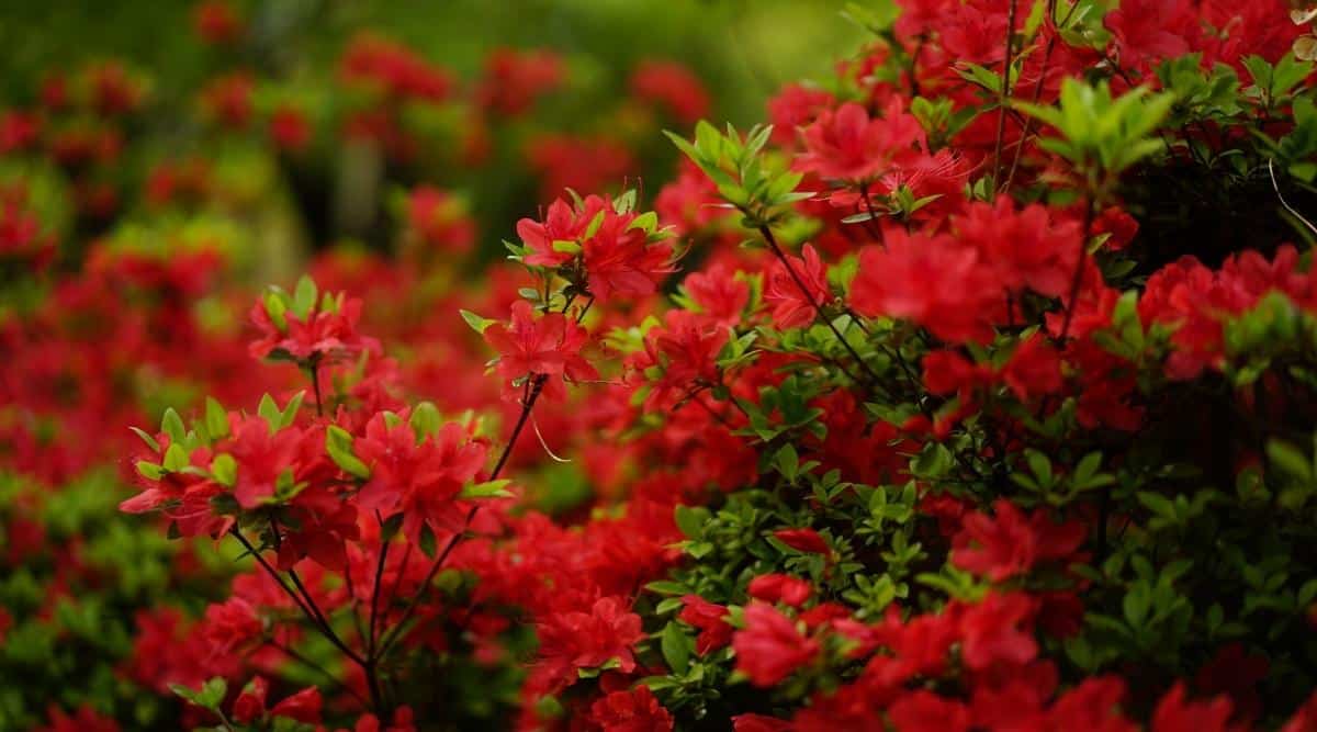 Close-up of a flowering bush incredibly beautiful, bright scarlet numerous flowers semi-double petals, the cores contain from 5 to 10 stamens. The blooms are surrounded by small, ovate, leathery, matte green leaves. The background is very blurry.
