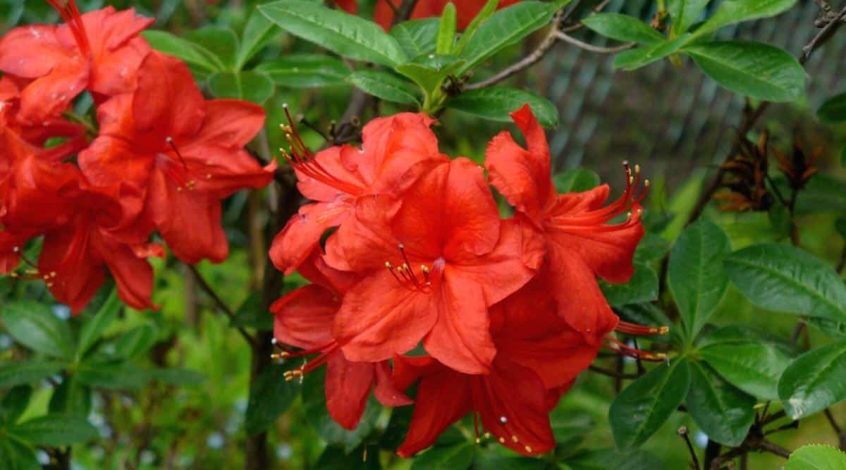 Close-up of five bright reddish-orange flowers grouped into a ball. Each flower has 5 simple petals and 5 long red stamens sticking out of the centers. The blooms are surrounded by small, ovate, leathery, matte green leaves. In the background, a red flowering shrub blooms with bright green leaves.