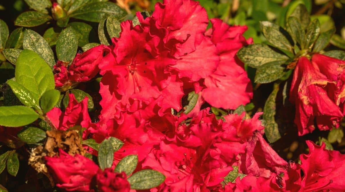 Close-up of a flowering Autumn embers shrub. The flowers are bright crimson, double, with wavy and corrugated edges to the petals. 5 long red stamens protrude from the centers of the flowers. The blooms are surrounded by ovate, leathery, matte green leaves. Some of the flowers are a little wilted.