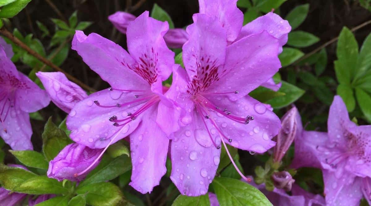 Close-up of two blooming Autumn Lilac azalea flowers covered in water drops, surrounded by bright green, elliptical, glossy leaves. Large bell-shaped flowers with long stamens sticking out from the middle, purple petals with darker purple spots on the upper petal.