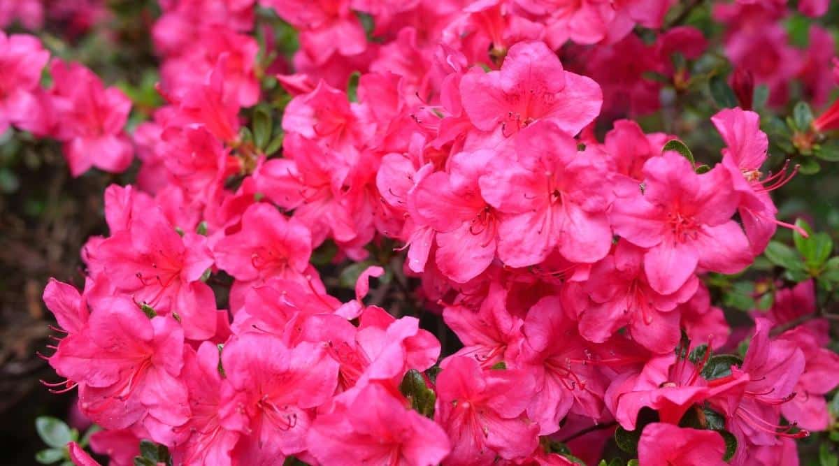 Close-up of red flowers in a spring garden. The blooms consist of simple five bright scarlet petals, the cores of which contain from 5 long scarlet stamens. Leaves are almost invisible under the flowers. The leaves are small, ovate, leathery, dull green. The