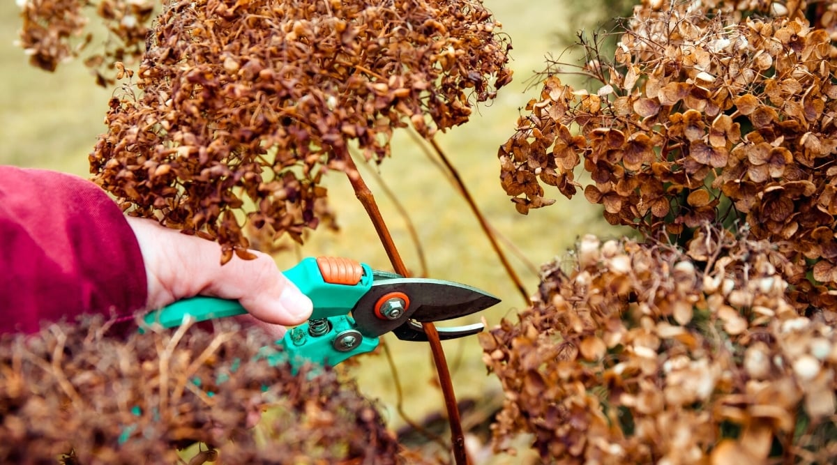 Close-up of a gardener’s hand in a raspberry jacket pruning long hydrangea stems with blue secateurs in an autumn garden. The hydrangea bush has tall, erect stems, on top of which are lush panicles of sterile flowers. Flowers and stems are brown.