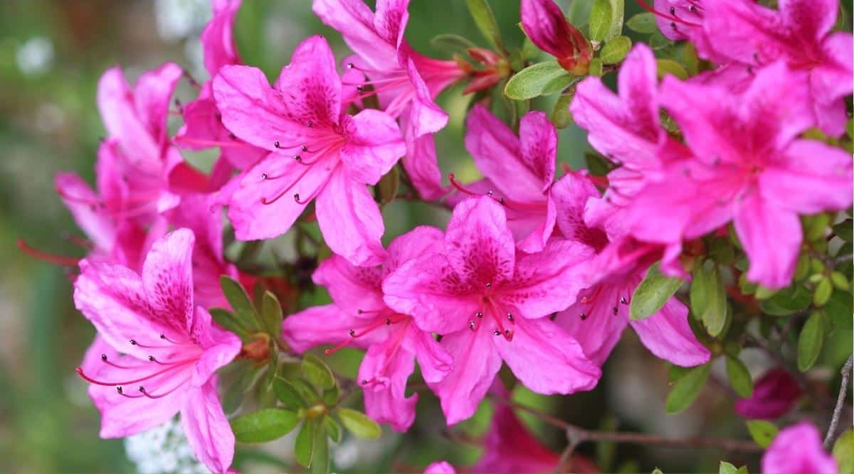 Close-up of bright pink Purple Splendor azalea flowers surrounded by small light green elliptical leaves. The flowers have 5 petals with crinkled edges and bright pink freckles on the petals. Long dark pink stamens protrude from the center of the flower.