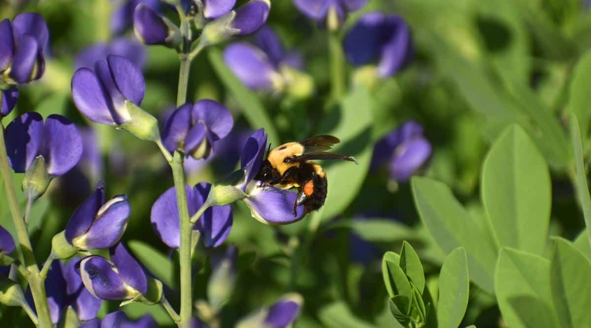 Close-up of a Blue Wild Indigo flower and a nectar-eating bee. The flower consists of small rounded purple florets similar to peas. The body of the bee has a bright, striped yellow-black coloration and fluffy texture, as well as two small black translucent wings. Green foliage on a blurred background.