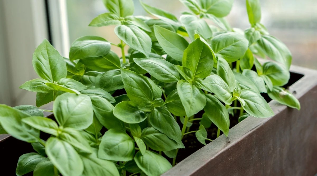 Close-up of a basil plant growing in a garden. The leaves are glossy, and bright green with matte veins. The flowers are small, white with white stamens. The sun illuminates the plant. The background is blurry.