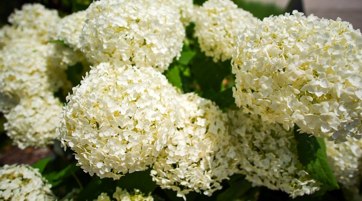Beautiful shrub With Large White Blossoms growing in the garden
