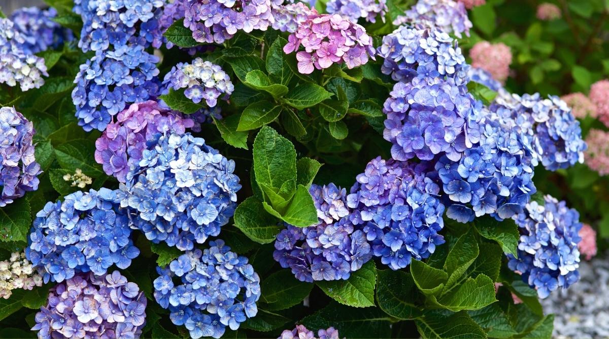 Shrub blooming in the garden