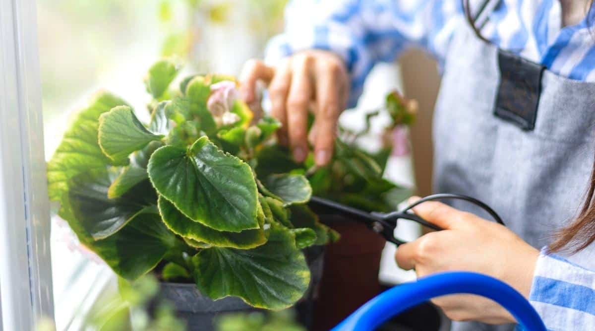 11 Reasons Your Begonias Aren't Blooming and How to Fix it