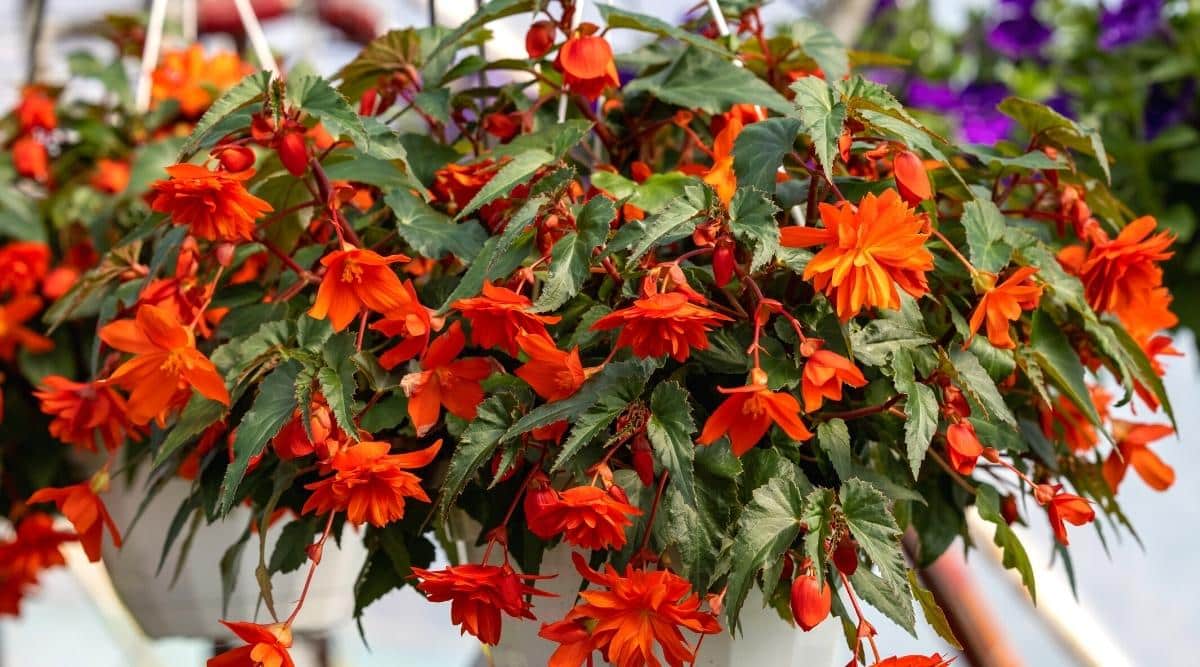 Close-up of an illumination begonia blooming with orange flowers in a white hanging basket. The flowers are double, collected in clusters, and hanging from the red stem. The leaves are dark green and pointed. There is another hanging pot of orange begonia hanging in the blurred background.