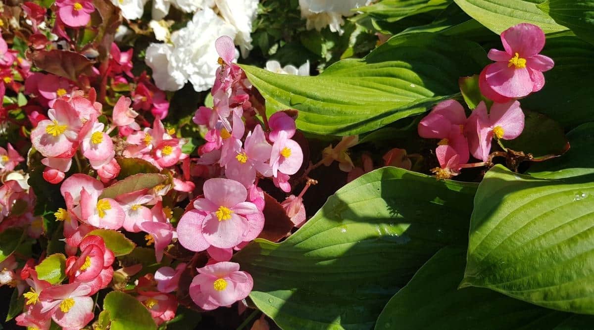 Begonia flowers and hosta