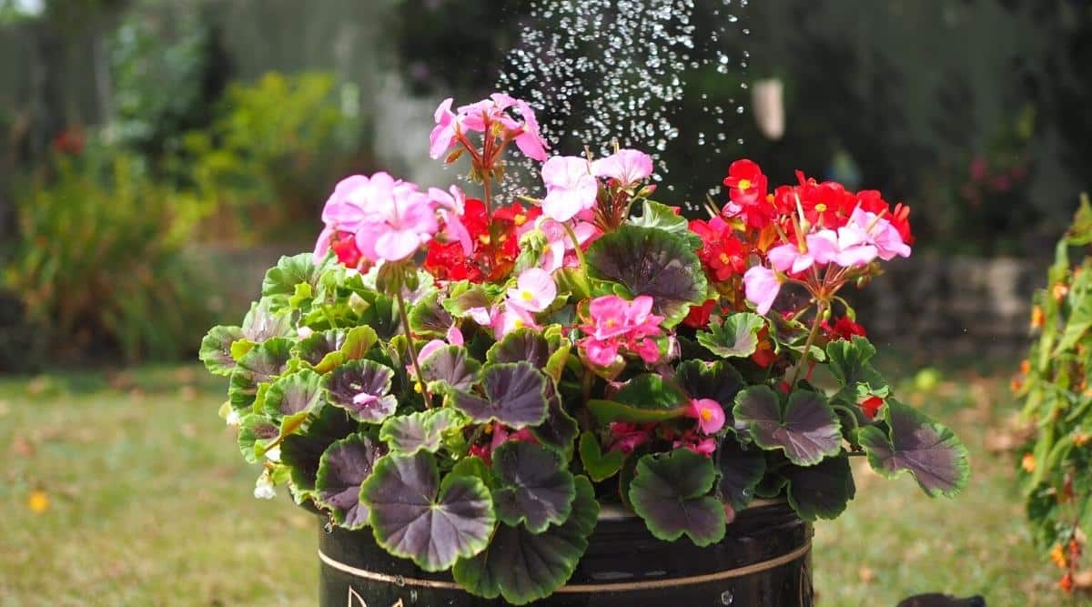 Close-up of watering a blooming begonia in a black clay pot in a sunny garden. Begonia has dense, lush foliage, heart-shaped, purple in color with a thin green edging along the edge. On long stems, there are  4-5 small flowers of bright red and pale pink collected in inflorescences. Flowers consist of 4-5 waxy petals and a yellow center. In the blurred background, there is a sunny garden.