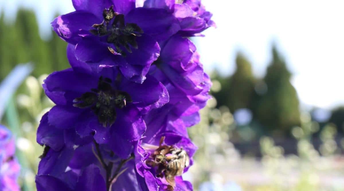 Close-up of the colorful flowers of the flowering bush ‘Black Knight’. The deep, rich purple blooms have small yellow or orange eyes that create the perfect contrast within themselves. There are a pair of light green thin slightly elongated leaves on the stem. Blurred green background.