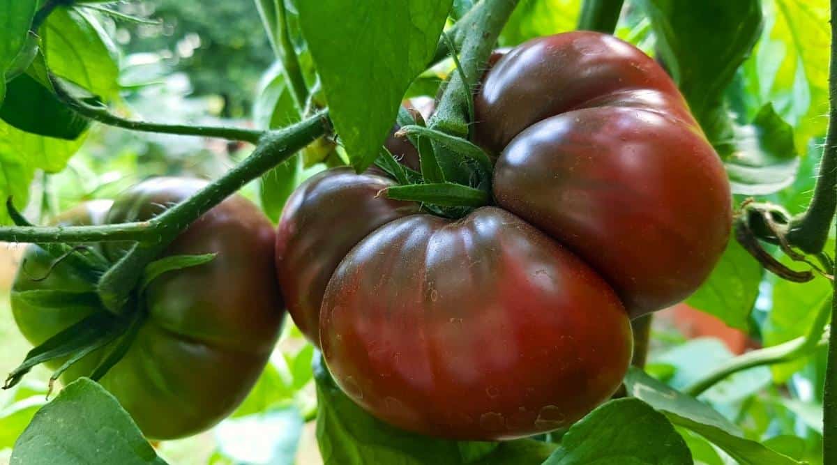 Close-up of two tomatoes ripening on a bush in a shady garden. The fruits are large, irregularly shaped, colorful, dark purplish red on the underside with greenish or brownish streaks above.