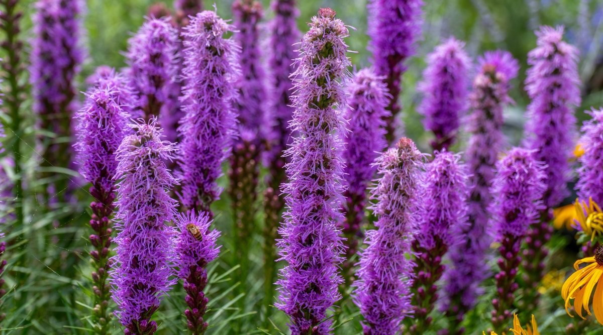 Tall flower stalks with spiky, purple clusters of petals growing up each stalk.