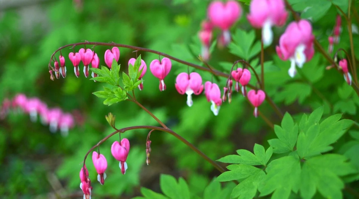 Bleeding Heart
