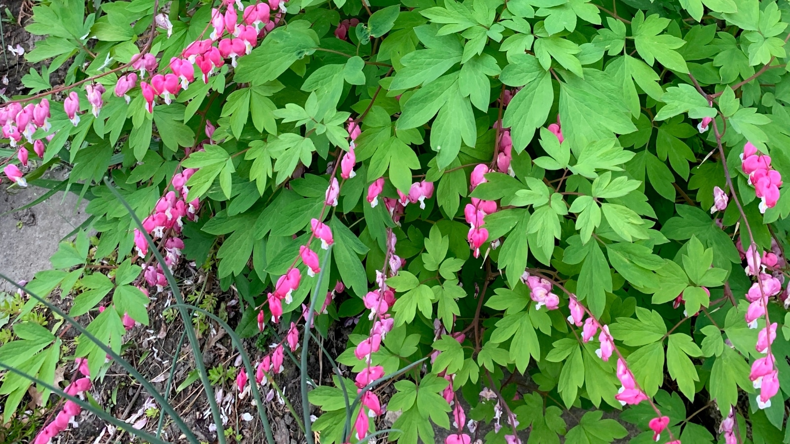 How to Propagate Bleeding Heart in 7 Easy Steps