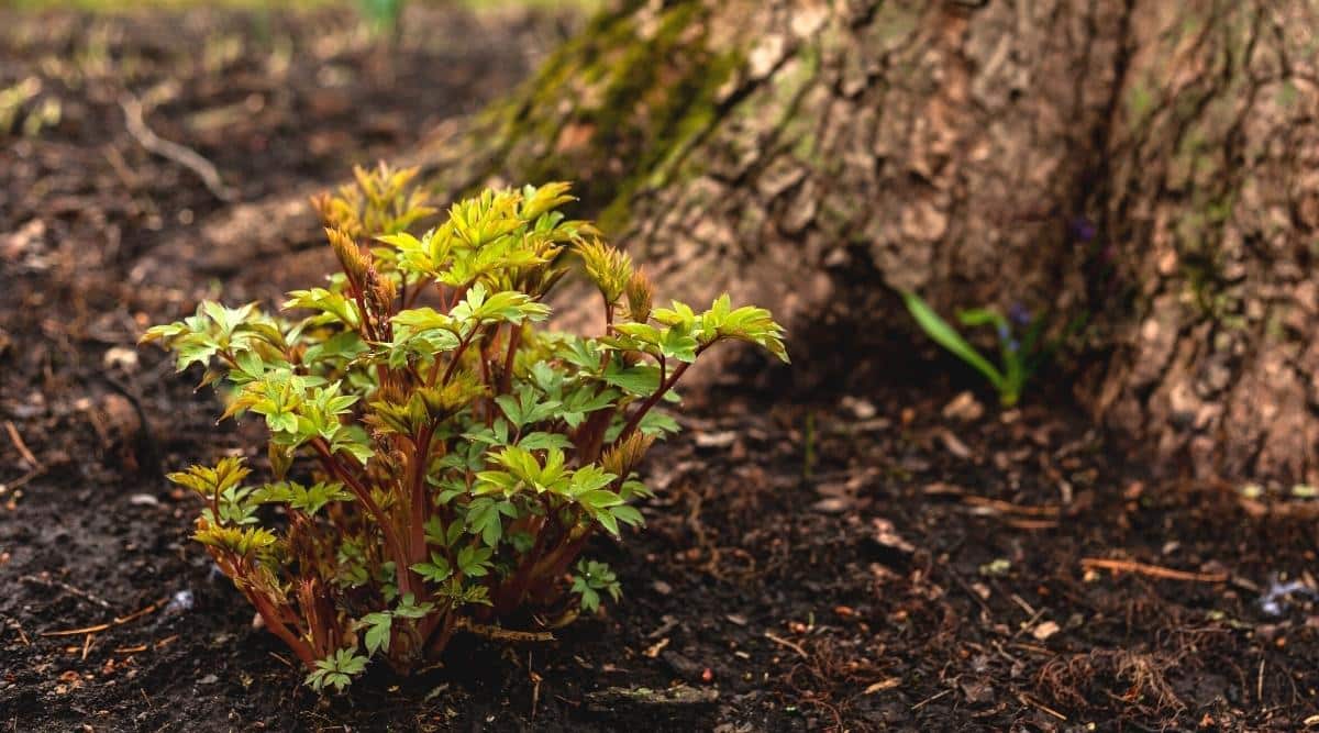 Close-up of a young Lamprocapnos spectabilis before flowering. Red strong stems with pinnately dissected green leaves. The bush grows next to a large tree trunk in the garden. A purple flower blooms in the slightly blurred background.