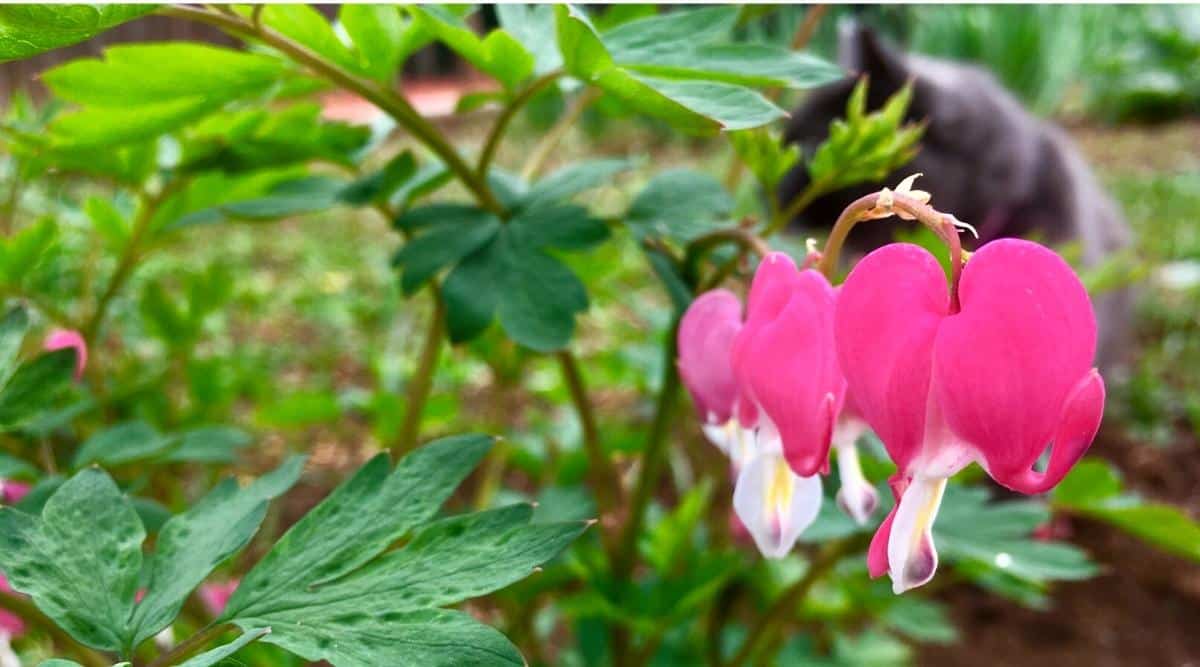 Bleeding hearts and a cat. Close-up of a curved stem with hanging heart-shaped bright pink flowers with a white-yellow teardrop underneath surrounded by pinnately dissected green leaves. In the blurred background, there is a cat lying in the garden.