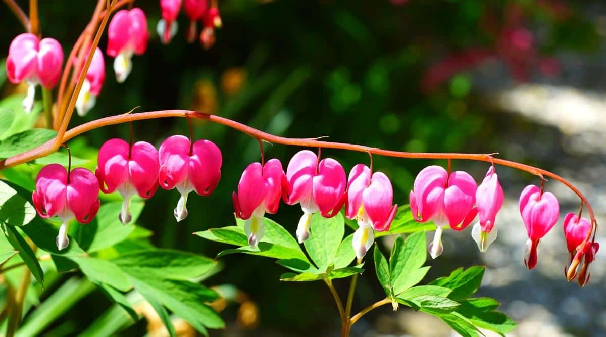 Bleeding hearts bloom in full sun in a summer garden. Unique bright pink flowers in the shape of a heart with a teardrop under it, there is a pair of spurs on the corolla of the flowers. They hang along curved stems surrounded by pinnately dissected green leaves. The background is blurry.