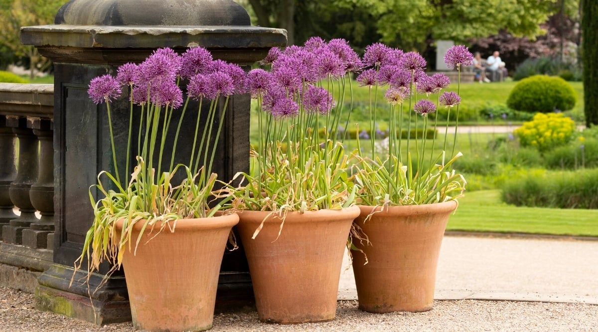 Close-up of a blooming allium in a beautiful park, planted in three large terracotta pots against the backdrop of a black decorative fence with a column. The plant has thin, narrow leaves, slightly withered, yellowish brown and green, and tall erect stems with flowering rounded heads. Flower inflorescences have tiny purple flowers.