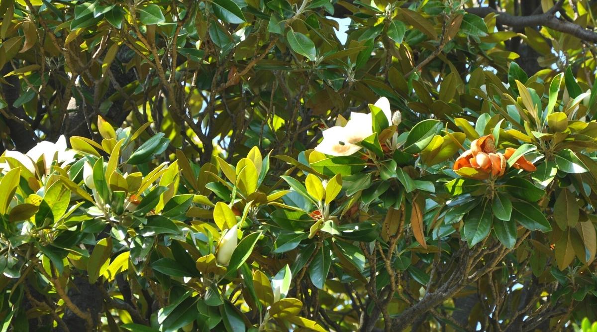 9 Reasons Your Magnolia Tree Has Yellow Leaves