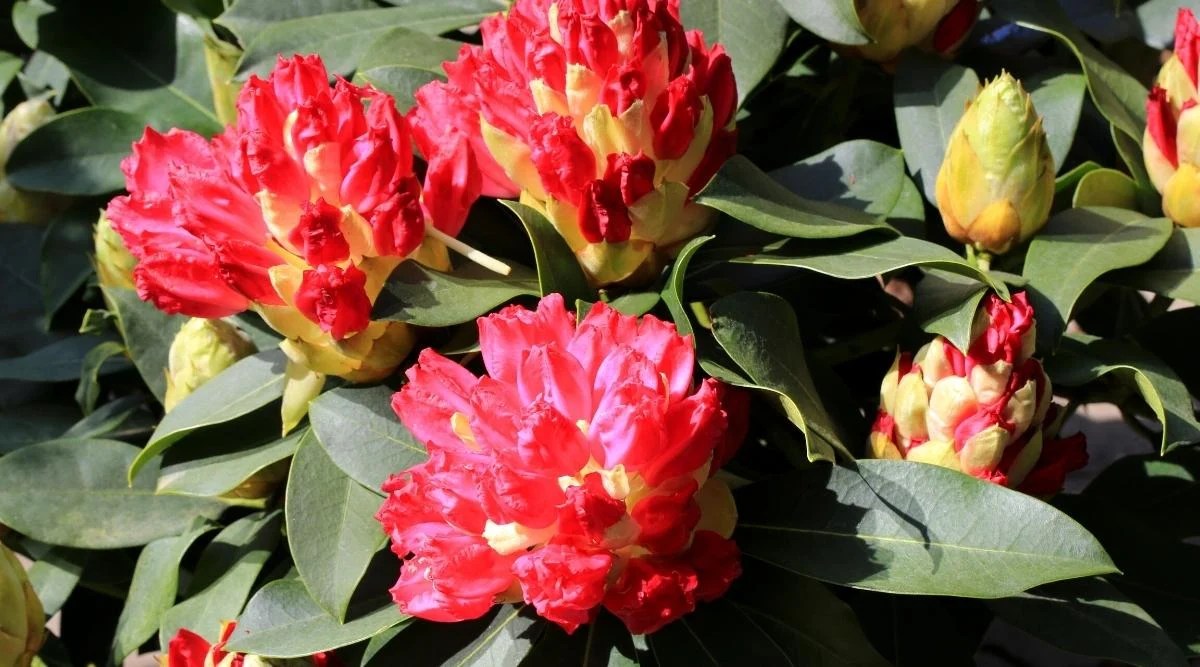 Blooming shrub in sunlight