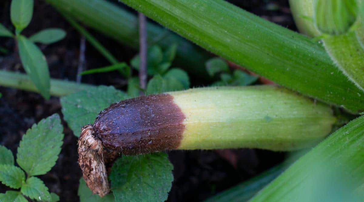 13 Zucchini Diseases How to Identify, Prevent, and Treat Them