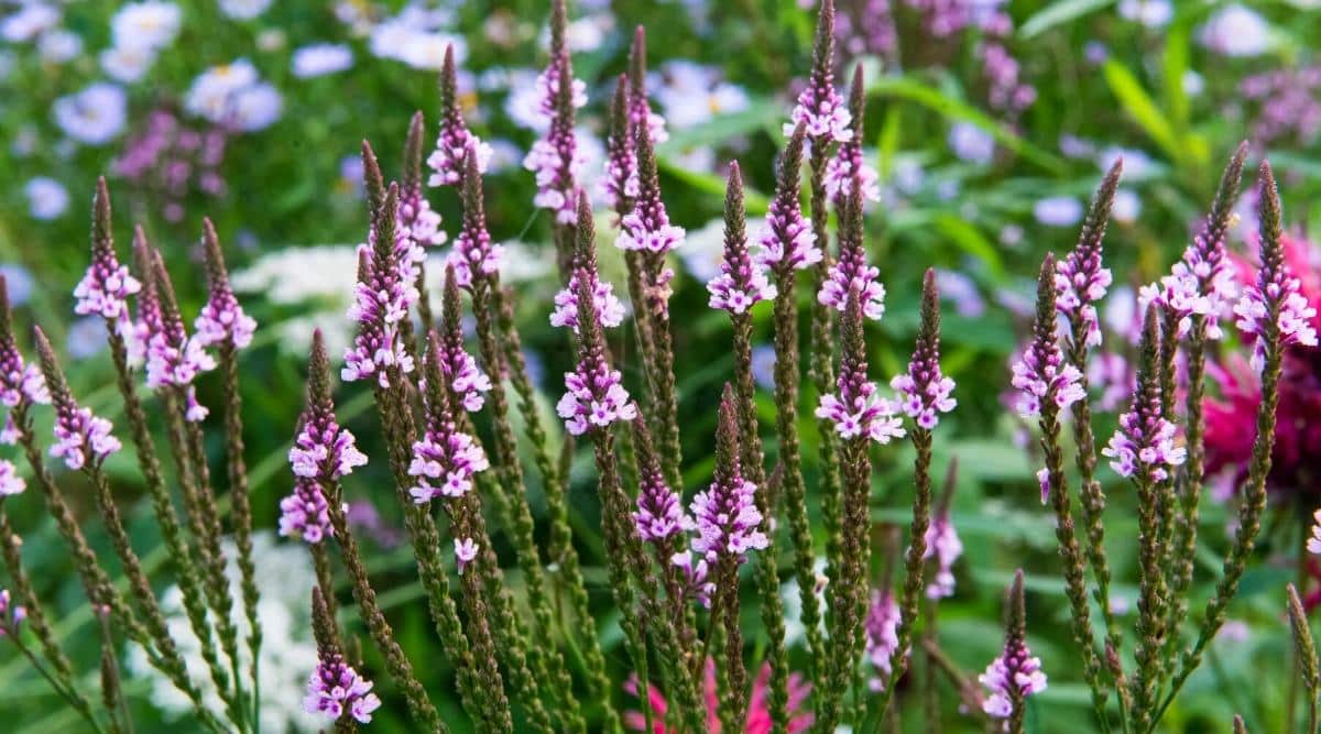 Close-up of Verbena hastata which blooms in a summer flower garden against a blurred background of other perennials. Long, slender, branching inflorescences dotted with buds that open slowly from the base to small bright pink flowers throughout the summer. Blossoming small pale pink flowers have 5 thin petals and a dark pink center.