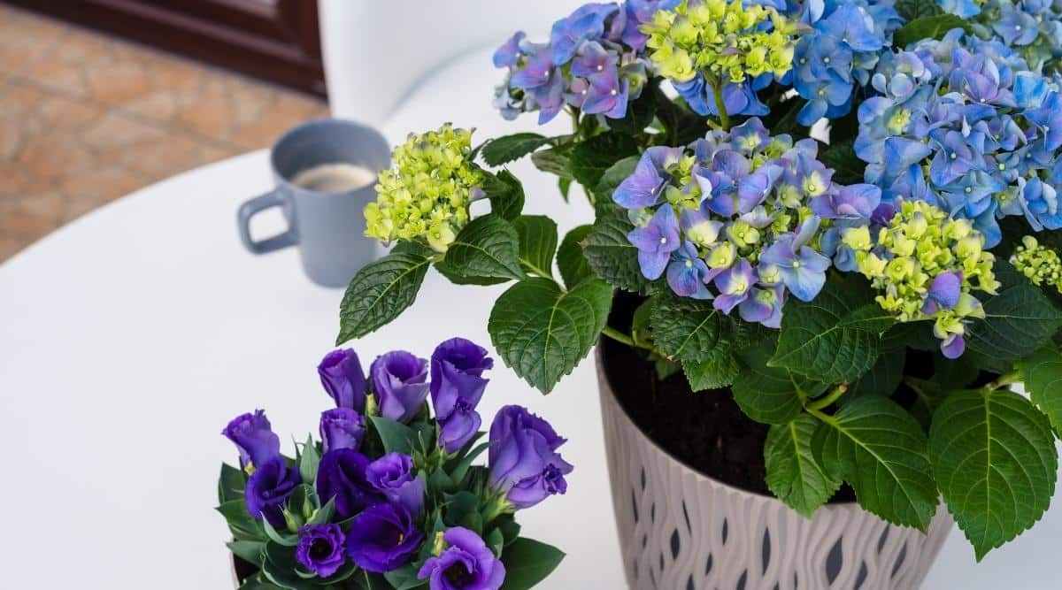 A potted hydrangea sitting indoors in a pot that is made of pink plastic. It sits on a table that is white. The blooms are vivid, and both purple and blue, with some that are green that have not fully matured. In the background is a cup of coffee and a small potted plant with purple flowers inside.