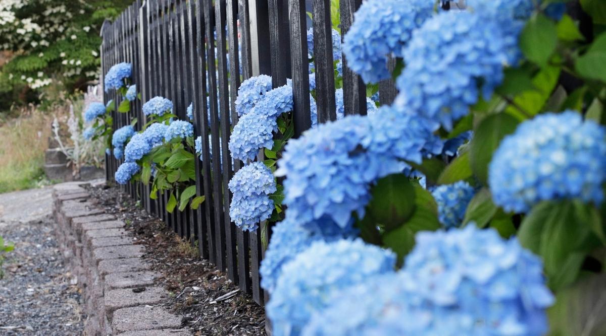 Blue shrubs flowering near the fence