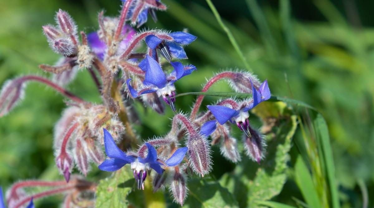 Borage