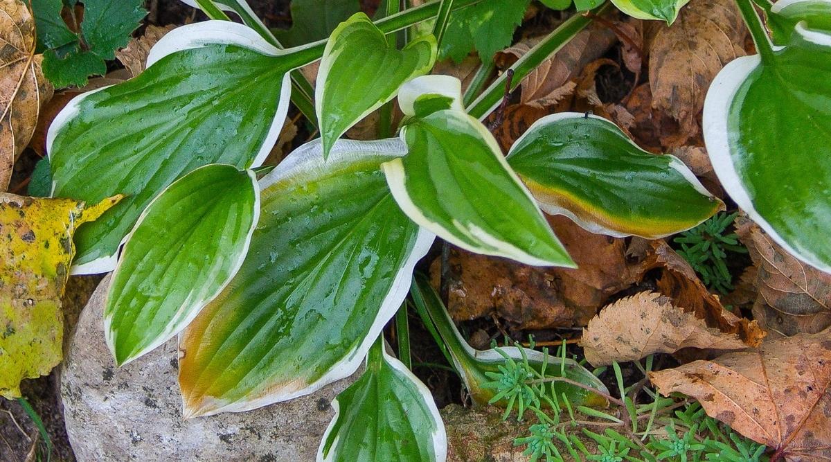 Brown Stripes on Leaves