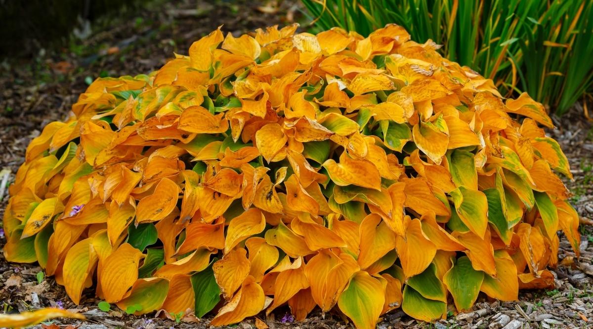 Browning and Dying Hosta in the Fall