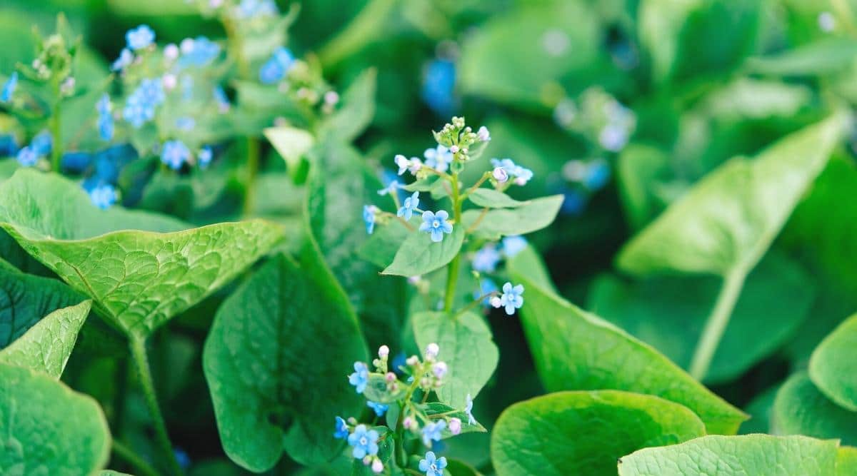 Brunnera
