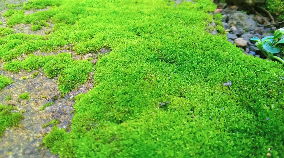 Close-up of Bryophyta in the garden. Bryophyta, commonly known as mosses, are small, non-vascular plants characterized by their simple structure. They consist of leafy stems with tiny, closely packed, and overlapping leaves that are only a few cells thick.
