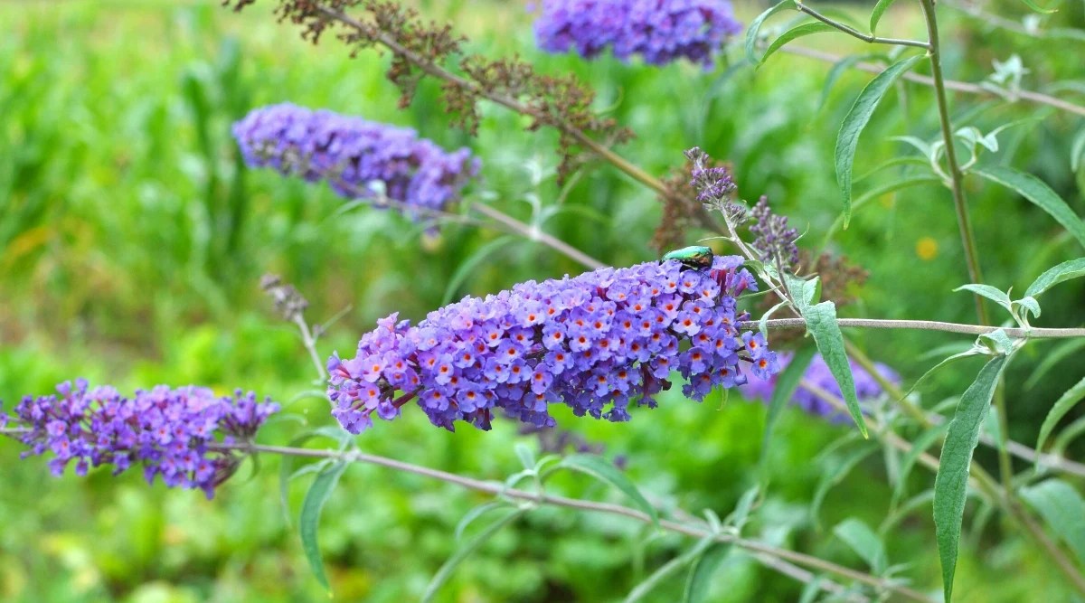 Close-up of a flowering Buddleia davidii bush. Buddleia davidii, commonly known as butterfly bush, is a deciduous shrub known for its distinctive appearance. The leaves of the butterfly bush are lance-shaped and gray-green in color. Butterfly bush is renowned for its long, conical clusters of small, tubular flowers. These flowers are purple in color with bright orange centers.