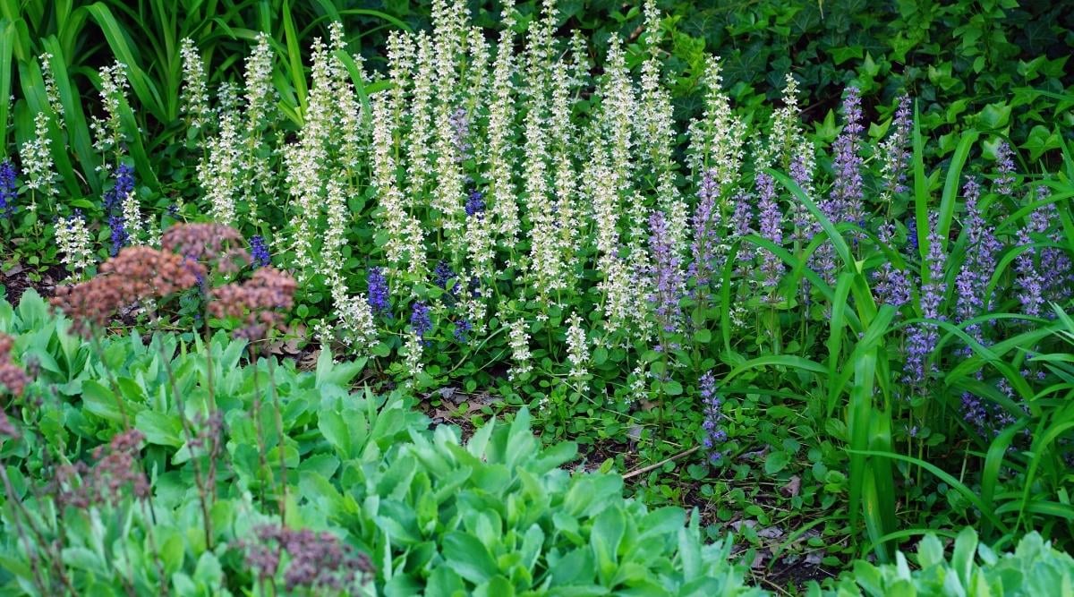 Bugleweed
