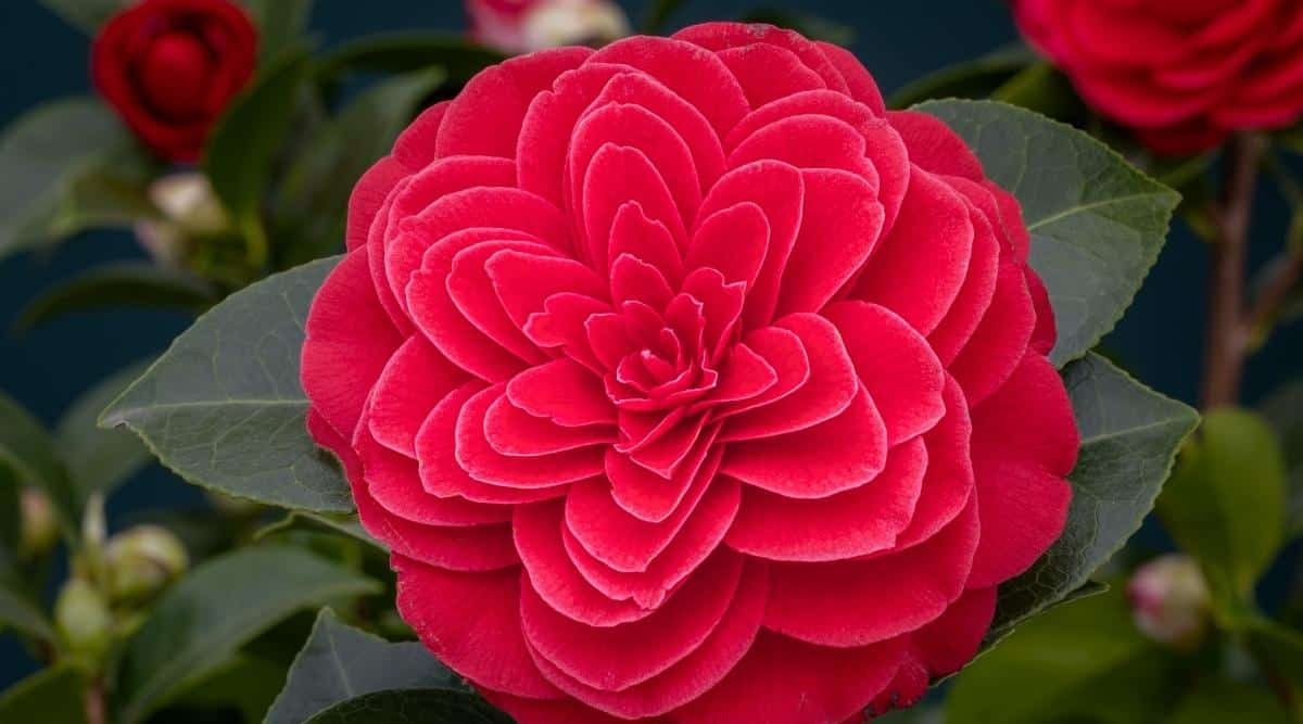 C. reticulata X williamsii ‘Black Lace’