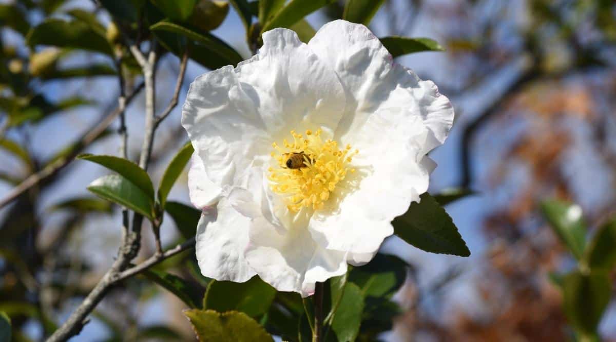 C. sasanqua ‘Setsugekka'