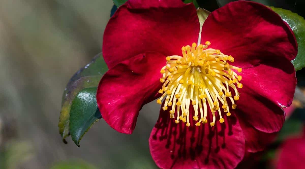 C. sasanqua ‘Yuletide’