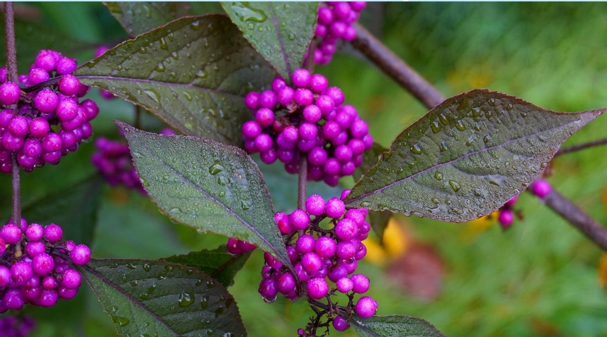 26 Shade Loving Perennials For Zone 8 Shade Gardens Epic Gardening