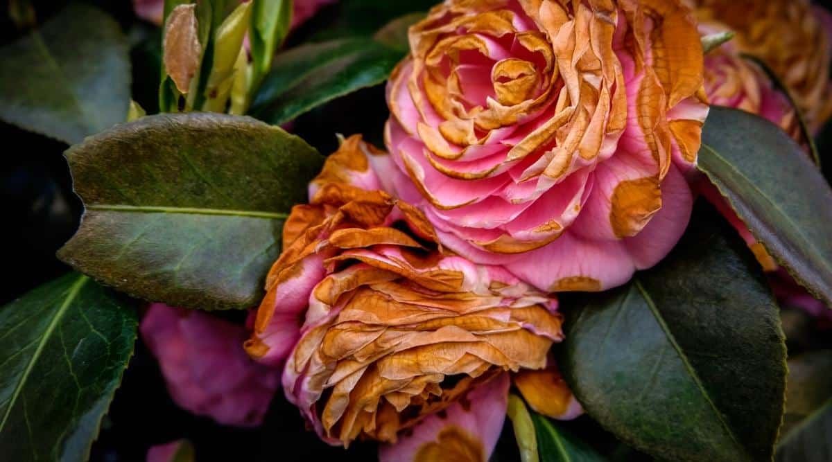 11 Common Problems With Flowering Camellia Plants