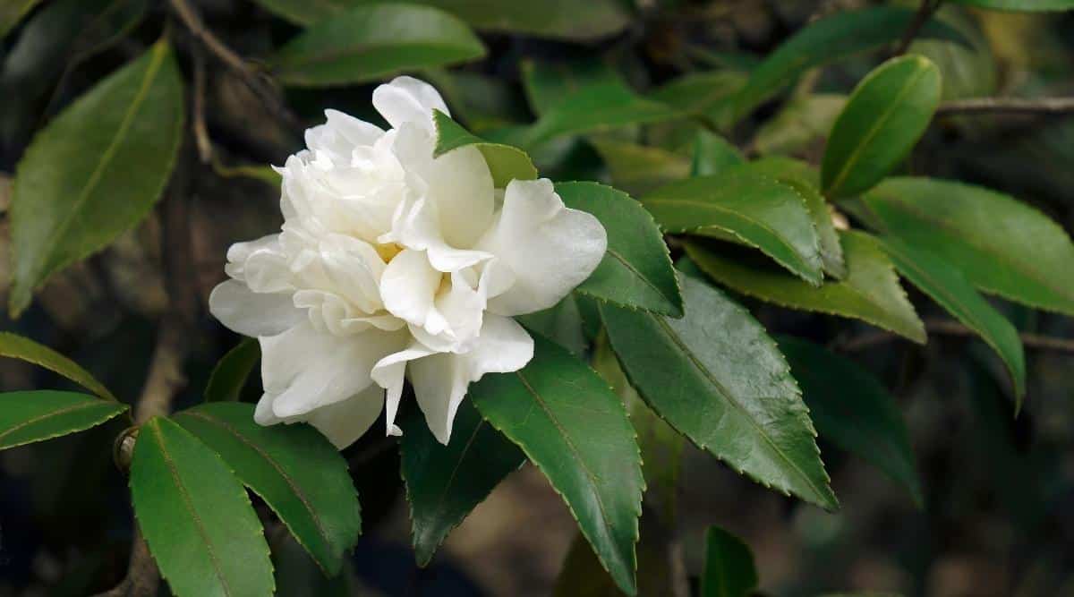 Camellia x olifera ‘Snow Flurry’