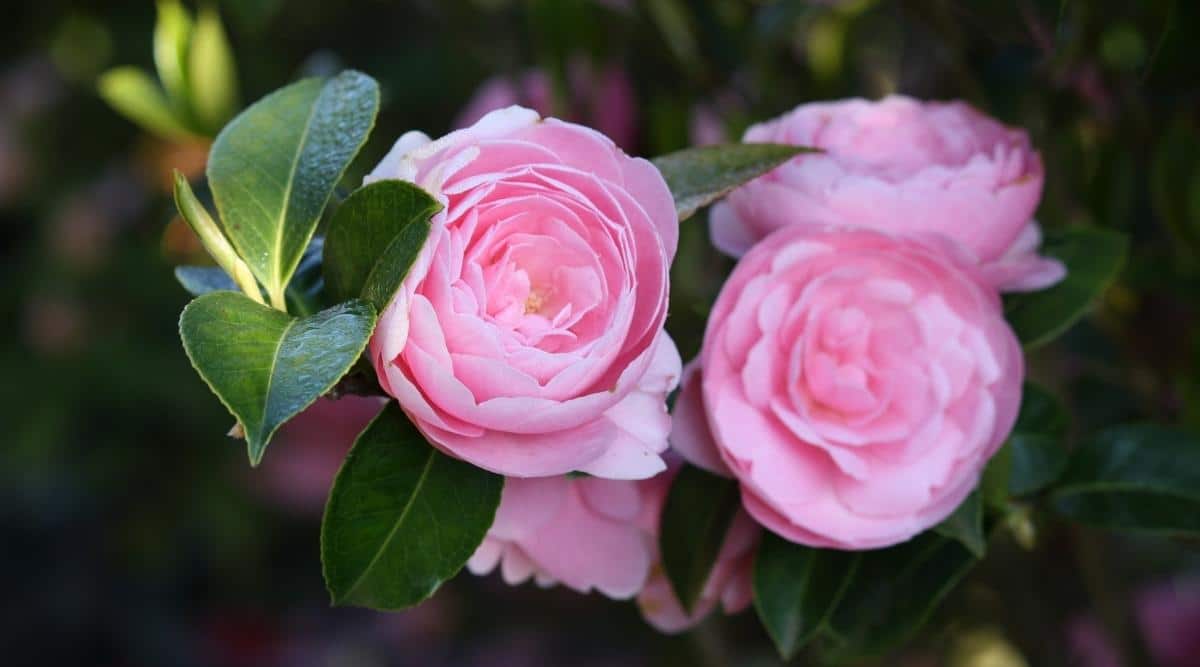 Camellia x williamsii ‘E.G. Waterhouse’