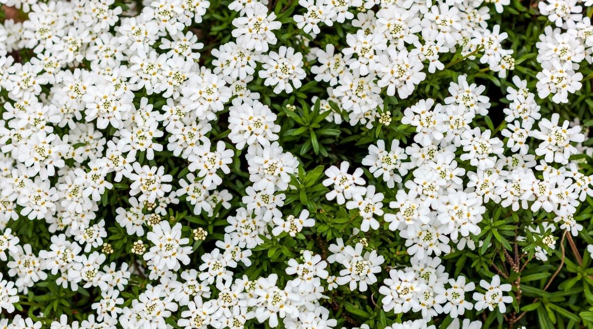 Candytuft